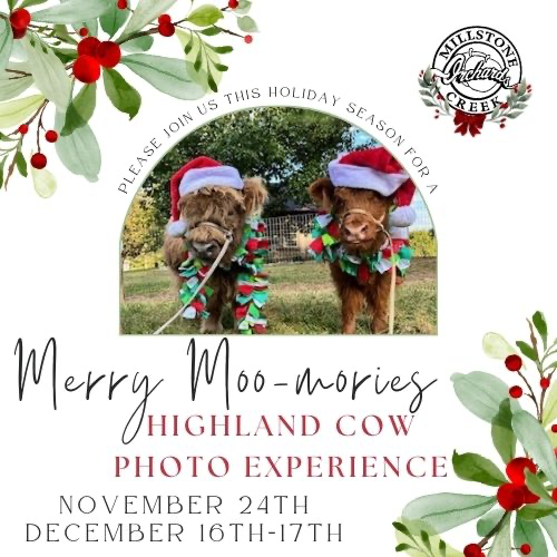 Merry Moo-mories: Highland Cow Photo Experience