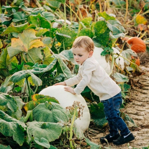 Pumpkin Pickin‘ Adventure at Millstone Creek Orchards