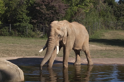 Celebrate African Giants at the North Carolina Zoo