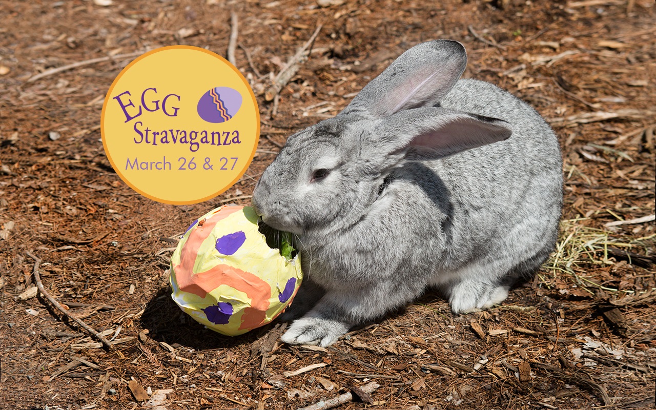 “Eggcellent” Animal Egg-Stravaganza at NC ZOO This Weekend