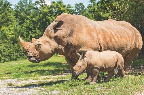 North Carolina Zoo Announces Name of Second Rhino Baby Born July 13, 2018