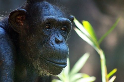 Chimpanzee Ruthie Passes Away at 47 at the North Carolina Zoo