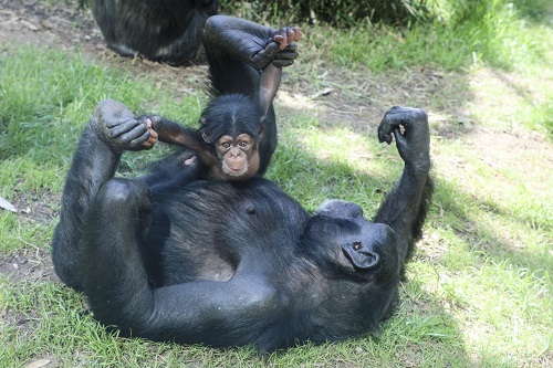 North Carolina Zoo Announces Name of New Baby Chimpanzee Chosen By the Public