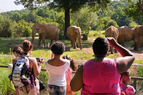 North Carolina Zoo Announces Record-Breaking Attendance of 1 Million Visitors
