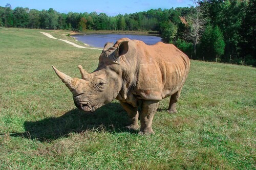 North Carolina Zoo Loses Rhino Olivia, One of Its Most Elderly Residents