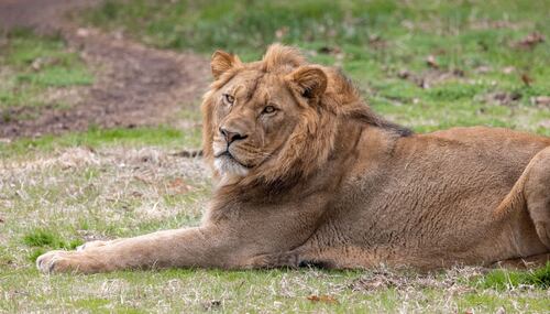 North Carolina Zoo Announces the Arrival of New Male Lion