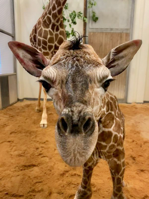 It’s a boy! North Carolina Zoo Welcomes a Giraffe Calf